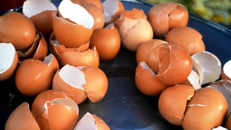 Yumurta Qabıqlarının Bilmədiyiniz 4 Faydası