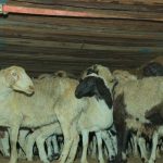 Xəstə Heyvanın Ətinin Müəyyən Edilmə Üsulları