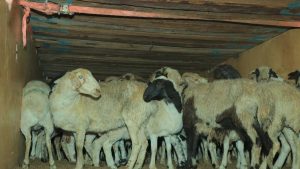 monqolustan etleri (2)