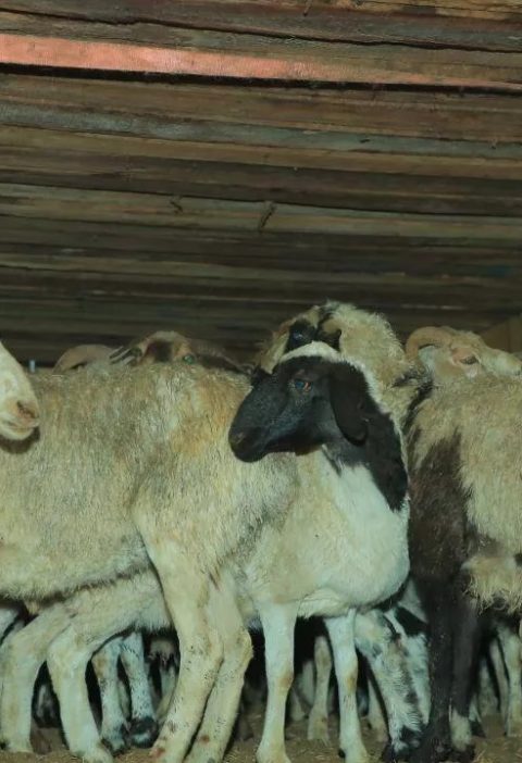 monqolustan etleri (2)