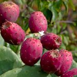 Xəstə Heyvanın Ətinin Müəyyən Edilmə Üsulları