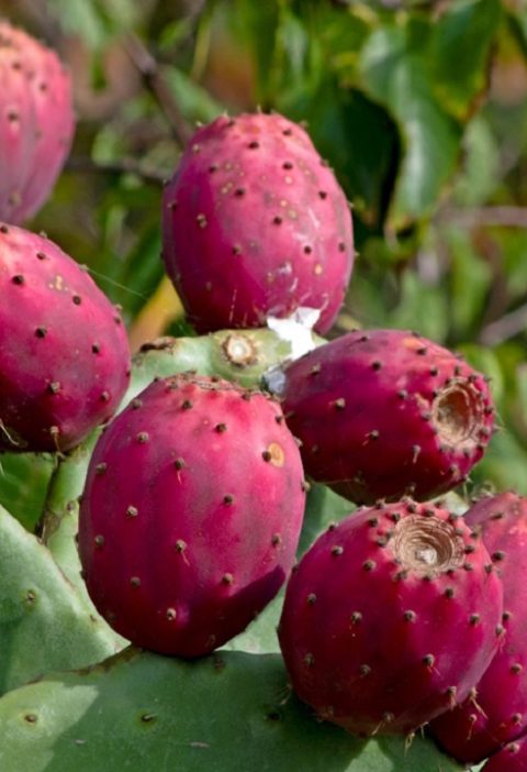 tebietin gizli vitamini tikanlı ve sefali kaktus meyvesi5