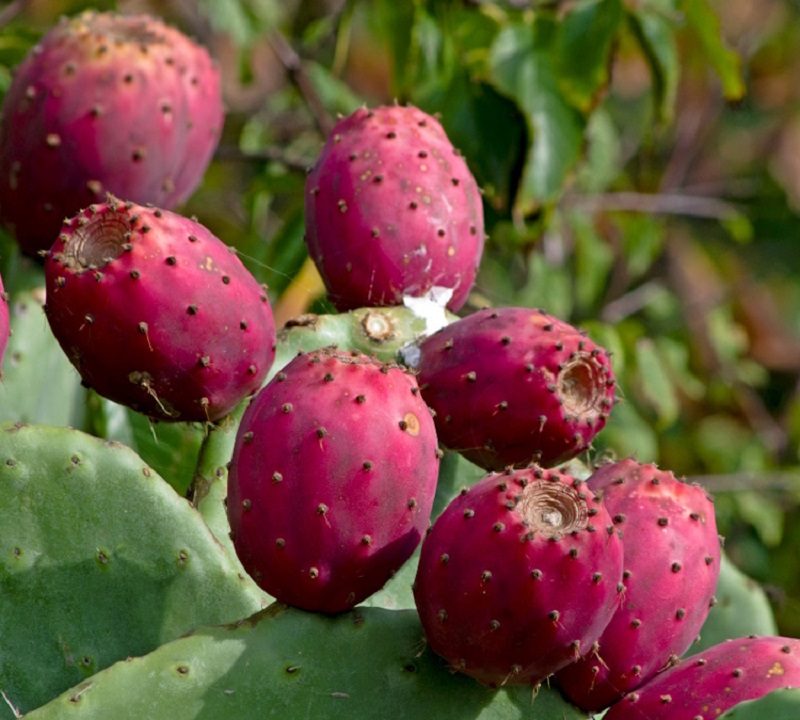tebietin gizli vitamini tikanlı ve sefali kaktus meyvesi5