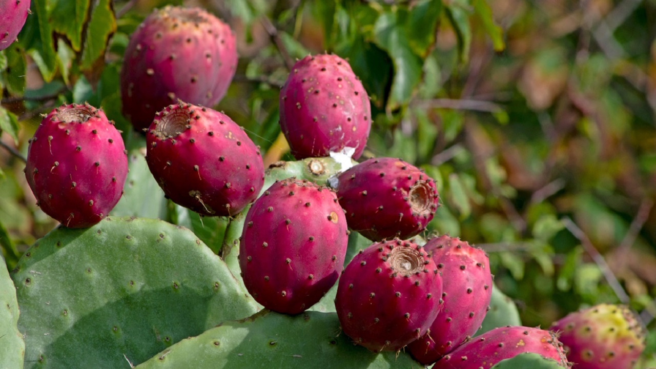Təbiətin Gizli Vitamini: Tikanlı və Şəfalı Kaktus Meyvəsi